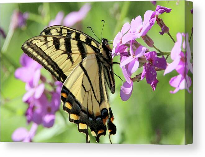 Nature Canvas Print featuring the photograph Yellow Butterfly by David Stasiak