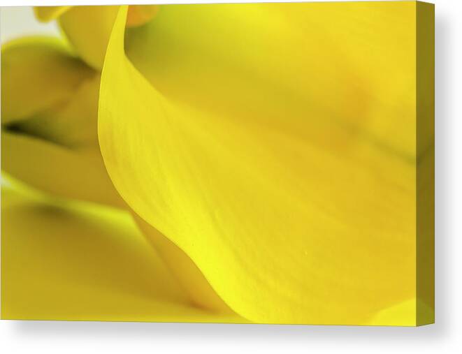 Anniversary Canvas Print featuring the photograph Yellow Calla Lily by Teri Virbickis