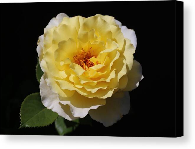 Rose Canvas Print featuring the photograph Yellow Enchantment Rose by Tammy Pool