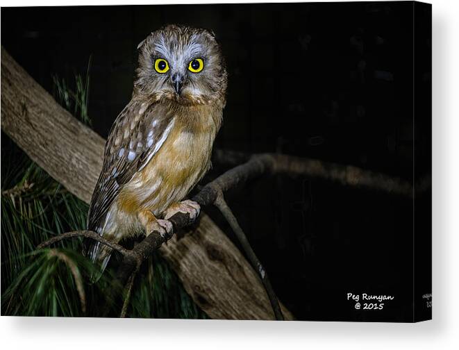 Owl Canvas Print featuring the photograph Yellow Eyes in the Dark by Peg Runyan
