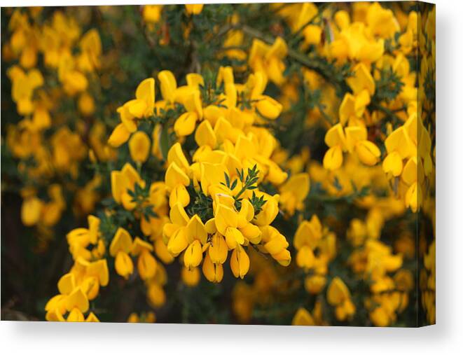 Yellow Flowers Canvas Print featuring the photograph Yellow Flowers - 3 by Christy Pooschke