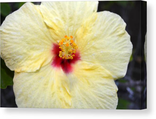 Flower Canvas Print featuring the photograph Yellow Red Hibiscus 1 by Amy Fose