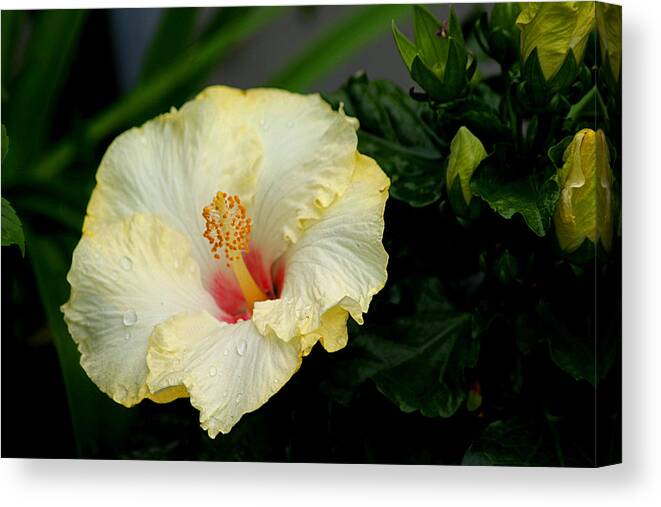 Yellow Hibiscus Canvas Print featuring the photograph Yellow Hibiscus by Living Color Photography Lorraine Lynch