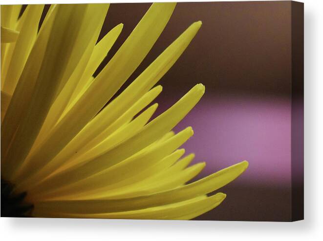Photograph Canvas Print featuring the photograph Yellow Mum Petals #19 by Larah McElroy