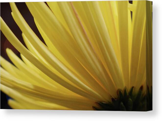 Photograph Canvas Print featuring the photograph Yellow Mum Petals #18 by Larah McElroy