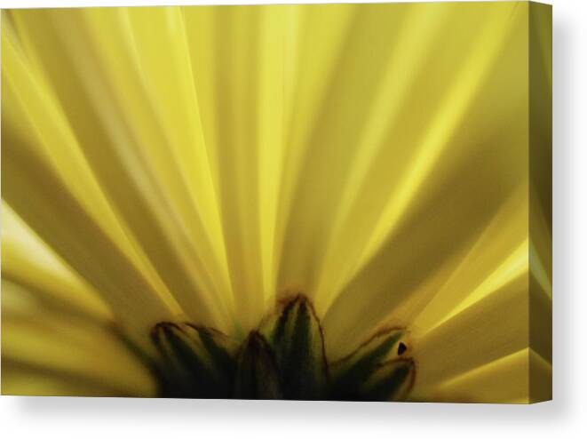 Photograph Canvas Print featuring the photograph Yellow Mum Petals #10 by Larah McElroy