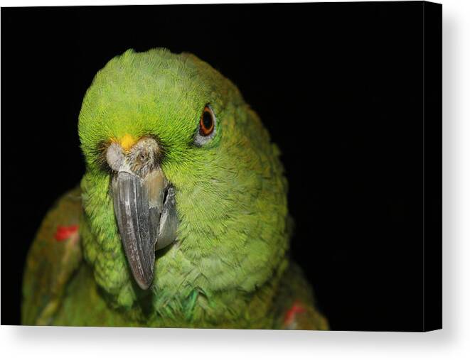 Yellow Canvas Print featuring the photograph Yellow-Naped Amazon Parrot by Alexander Butler