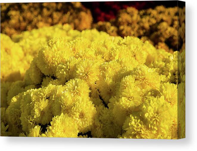 Marigold Canvas Print featuring the photograph Yellow, Orange and Red by Milena Ilieva