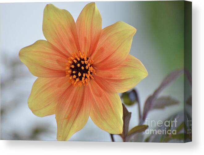 Dahlia Canvas Print featuring the photograph Yellow Orange Dahlia Perfection by Debby Pueschel