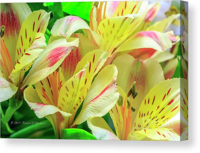 Peruvian Lilies Canvas Print featuring the photograph Yellow Peruvian Lilies In Bloom by Richard J Thompson