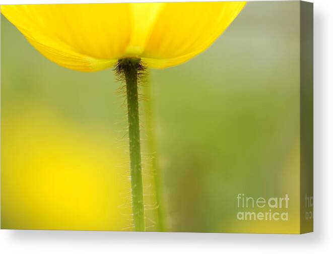 Poppy Canvas Print featuring the photograph Yellow Poppy by Silke Magino