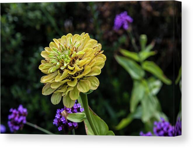 Yellow Flower Canvas Print featuring the photograph Yellow by Robert Ullmann