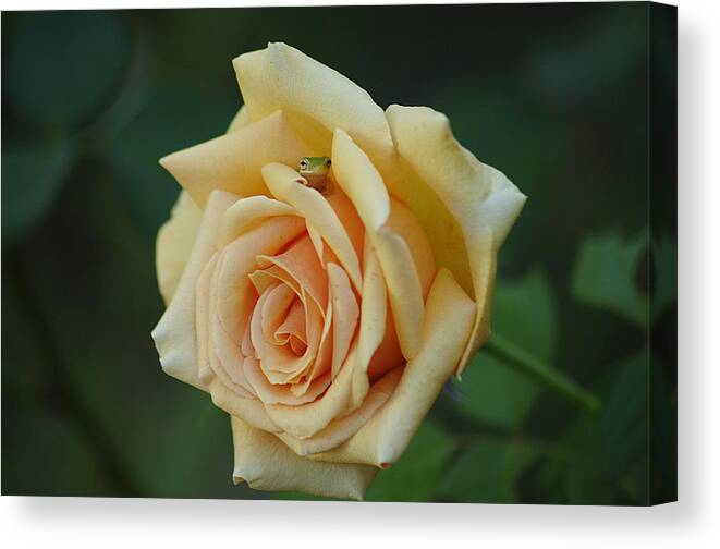 Rose Canvas Print featuring the photograph Yellow Rose and Frog by Keith Lovejoy