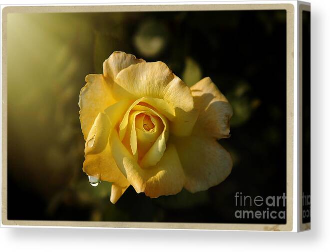 Rose Canvas Print featuring the photograph Yellow Rose in Bloom by Stefano Senise