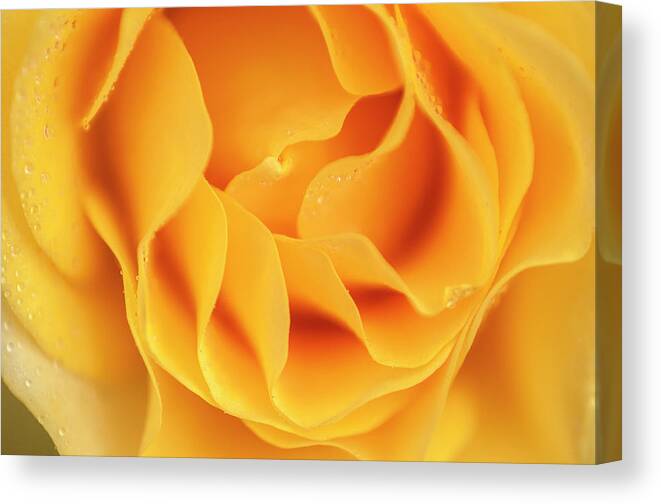 Flower Canvas Print featuring the photograph Yellow rose of Texas by Usha Peddamatham