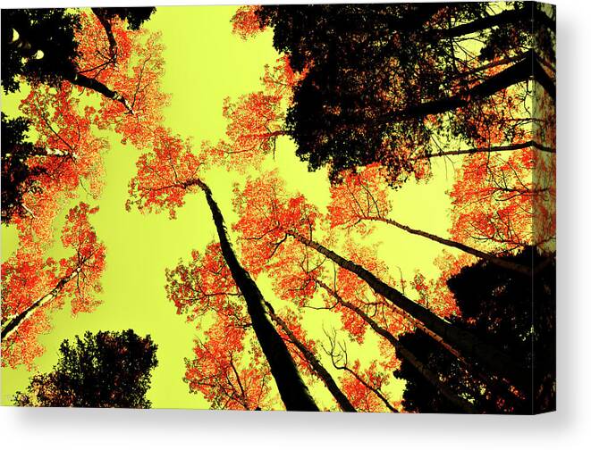 Foliage Canvas Print featuring the photograph Yellow Sky, Burning Leaves by Kevin Munro