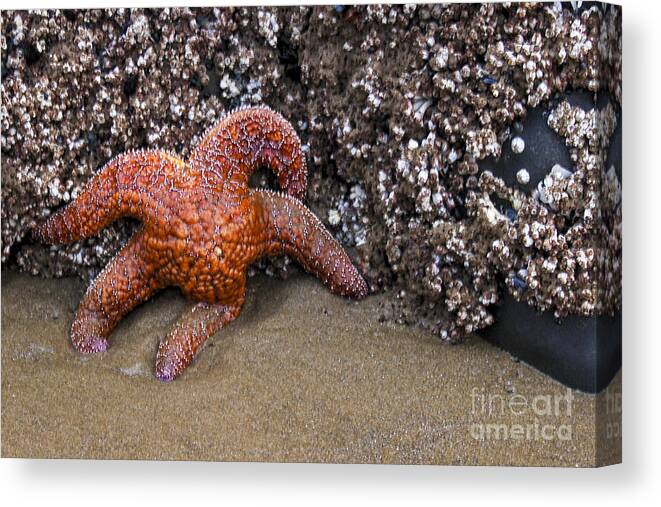  Canvas Print featuring the photograph Orange Starfish on Beach #4 by Chuck Flewelling