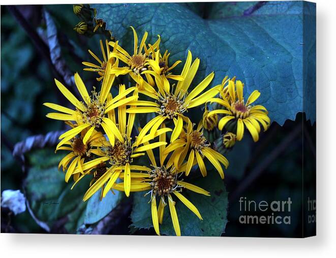 Flowers Canvas Print featuring the photograph Yellow Stars by Yumi Johnson