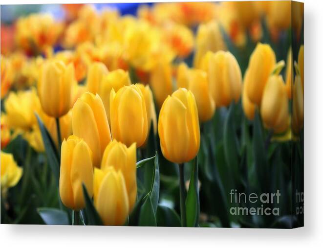 Yellow Tulip Canvas Print featuring the photograph Yellow Tulips by Angela Rath