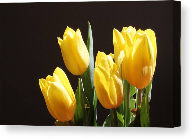 Yellow Canvas Print featuring the photograph Yellow Tulips by Inspired Arts