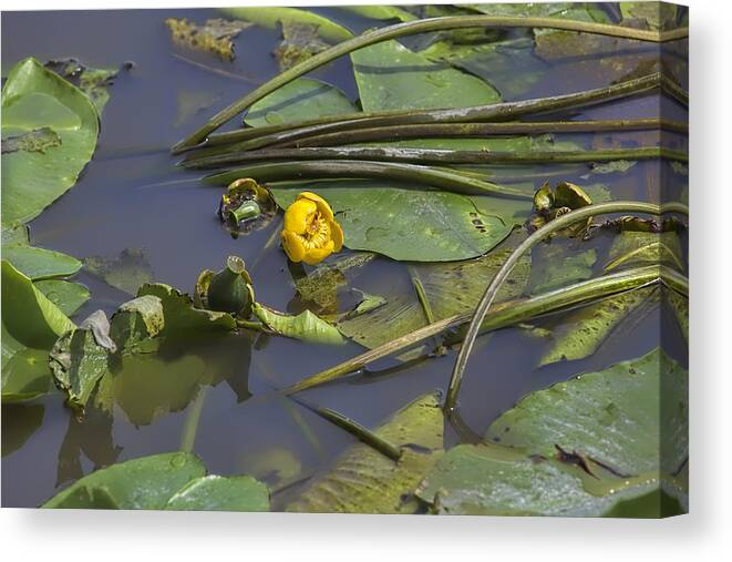 Water-lilly Canvas Print featuring the photograph Yellow waterlilly 2015 by Leif Sohlman