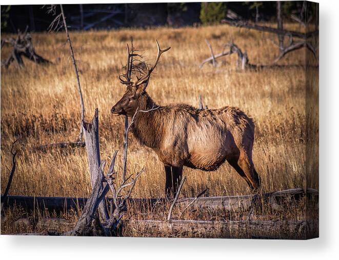 Elk Canvas Print featuring the photograph Yellowstone Bull Elk by Jen Manganello