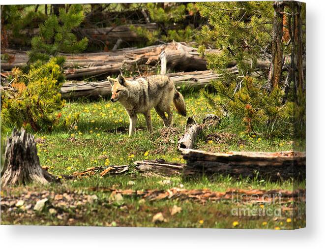 Coyote Canvas Print featuring the photograph Yellowstone Coyote Wandering Along by Adam Jewell