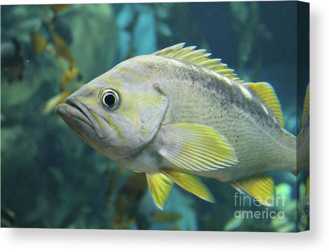 Fish Canvas Print featuring the photograph Yellowtail Rockfish by Nina Silver
