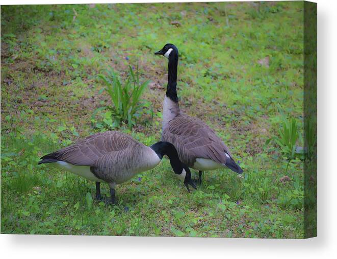 Geese Canvas Print featuring the photograph You Eat - I'll Keep Watch by Deborah Crew-Johnson