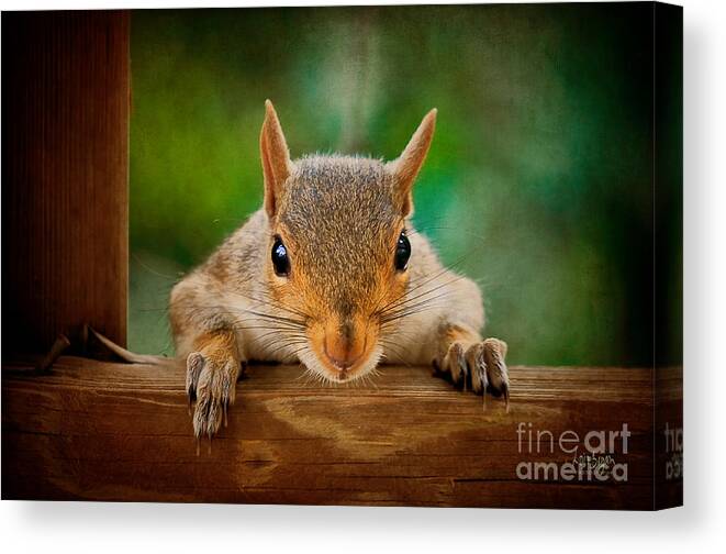 Squirrel Canvas Print featuring the photograph You Rang by Lois Bryan