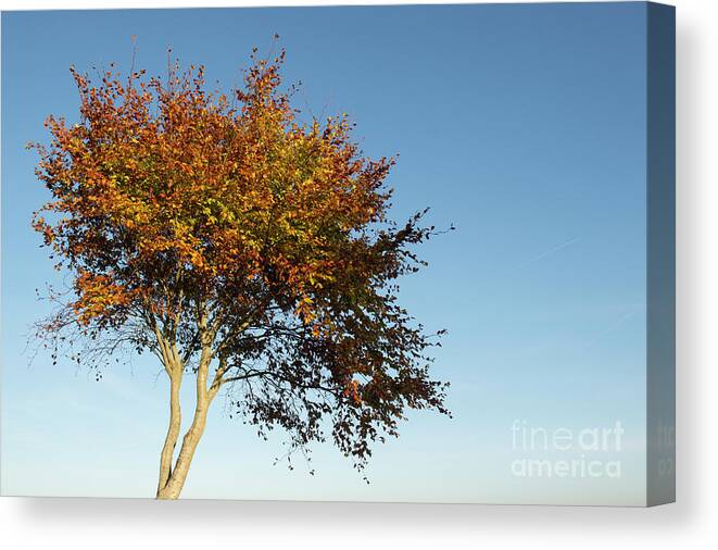 Fagus Sylvatica Canvas Print featuring the photograph Young Autumn Beech Tree by Tim Gainey