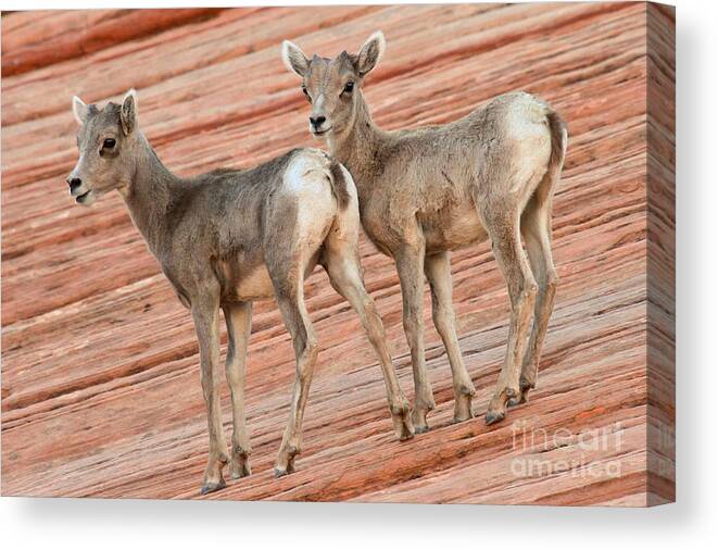 Big Horn Sheep Canvas Print featuring the photograph Young Big Horn Sheep by Adam Jewell