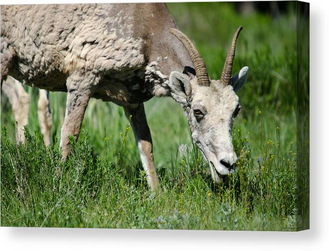 Animals Canvas Print featuring the photograph Young Big Horn Sheep by Crystal Wightman