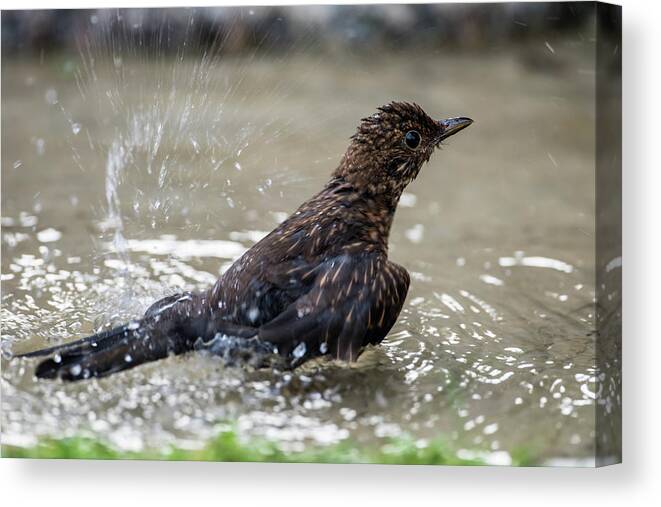 Young Blackbird's Bath Canvas Print featuring the photograph Young Blackbird's bath by Torbjorn Swenelius