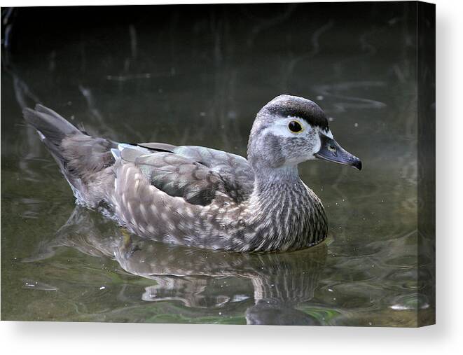 Wood Duck Canvas Print featuring the photograph Young Female Wood Duck by Doris Potter