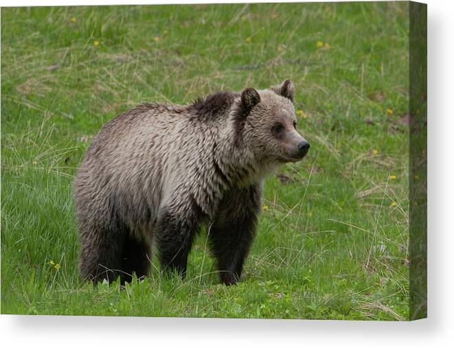 Grizzly Canvas Print featuring the photograph Young Grizzly by Mark Miller