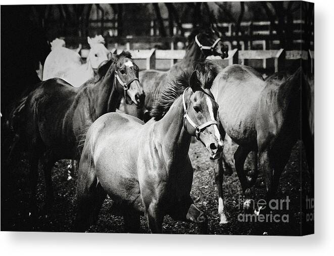 Horse Canvas Print featuring the photograph Young horses on the pasture by Dimitar Hristov