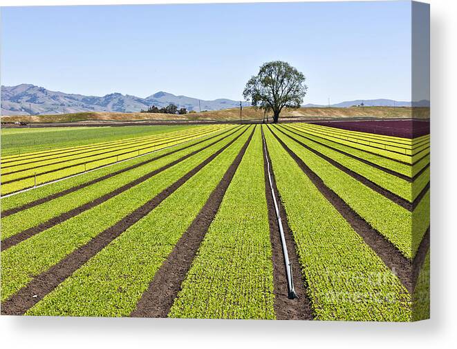 Baby Lettuce Canvas Print featuring the photograph Young Lettuce Growing In Field by Inga Spence
