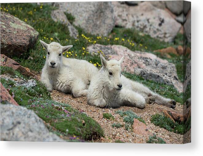 Goats Canvas Print featuring the photograph Young Mountain Goats by Gary Kochel