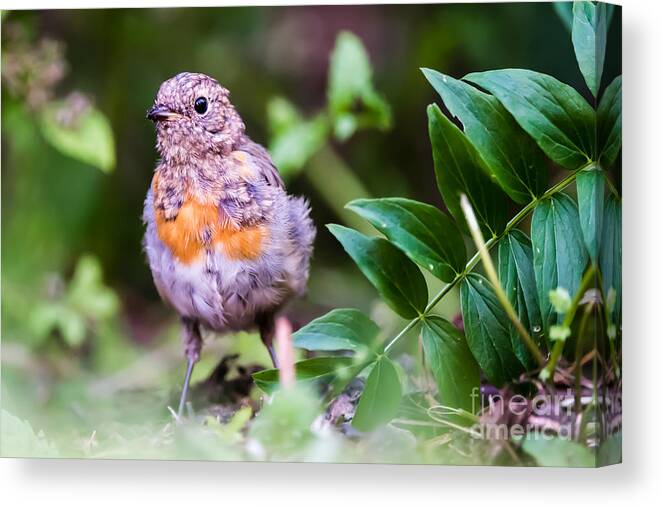 Robin Canvas Print featuring the photograph Young Robin by Torbjorn Swenelius
