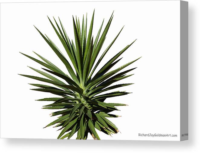 Yucca Canvas Print featuring the photograph Yucca by Richard Goldman
