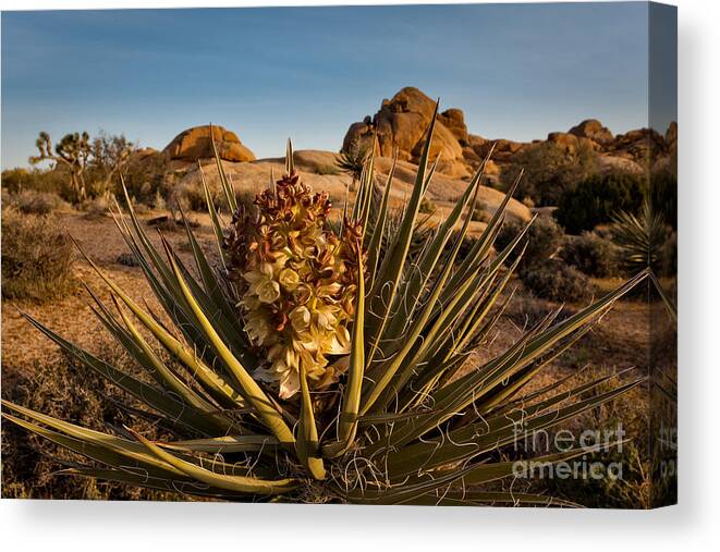Joshua Tree National Park Canvas Print featuring the photograph Yucca Bloom by Patti Schulze