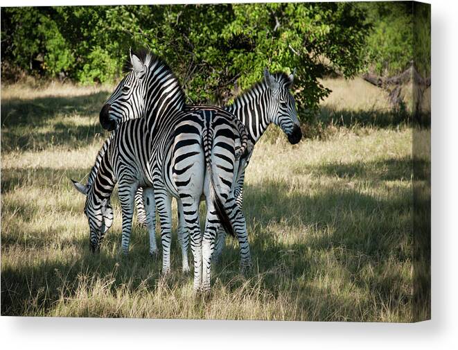 Africa Canvas Print featuring the photograph Three Zebras by Adele Aron Greenspun