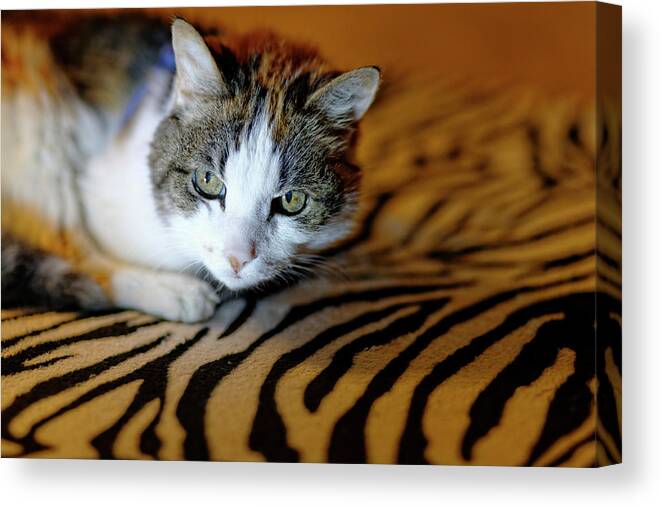  Canvas Print featuring the photograph Zebra Cat by Carl Wilkerson