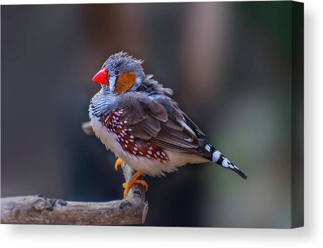 Zebra Finch Canvas Print featuring the photograph Zebra Finch by John Poon