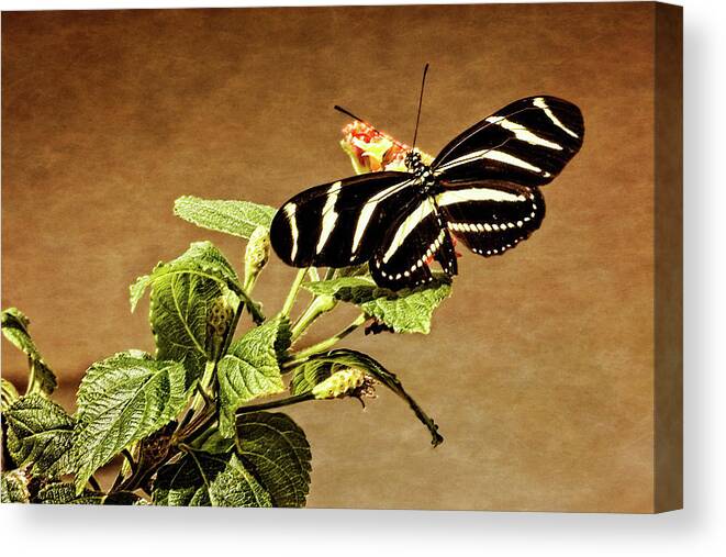 Art Canvas Print featuring the photograph Zebra Longwing by Dawn Currie