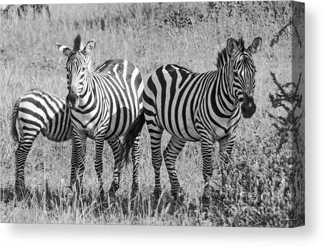 Zebras Canvas Print featuring the photograph Zebras in thought by Pravine Chester