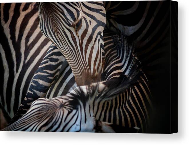 Zebra Canvas Print featuring the photograph Zebras a Natural Abstract by Buck Buchanan