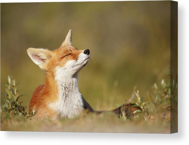 Red Fox Canvas Print featuring the photograph Zen Fox Series - Summer Fox by Roeselien Raimond
