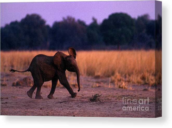 Baby Canvas Print featuring the photograph Zimbabwe_63-15 by Craig Lovell